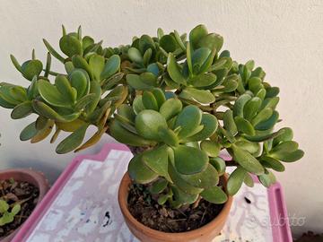 Pianta grassa: Crassula ovata