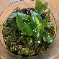 Terrarium piante tropicali