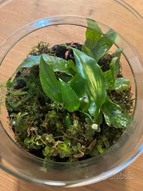 Terrarium piante tropicali