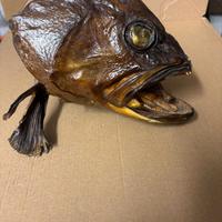testa di pesce imbalsamata trota rare trofeo unico