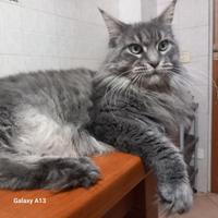 Maine coon