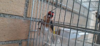 Cardellini nostrani cresciuti in gabbia