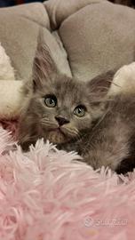 Maine coon femmina disponibile a fine ottobre