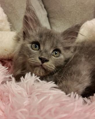 Maine coon femmina disponibile a fine ottobre
