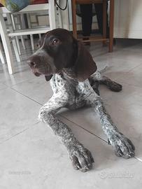 cucciolo cane da tartufo 