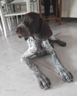 cucciolo cane da tartufo 