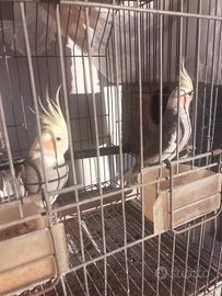 Pappagalli calopsite