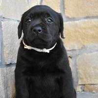 Labrador cucciola colore Nero - Pedigree ENCI