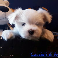 Maltese cucciolo