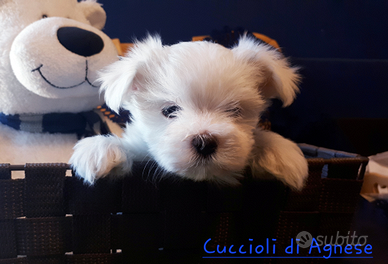 Maltese cucciolo