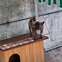 Fidanzata per bulldog francese