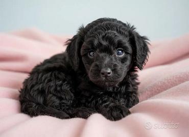 Barboncini nanetti piccoli piccoli neri