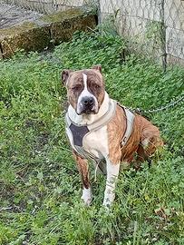 Amstaff per monta