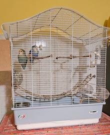 Coppia di inseparabili + gabbia