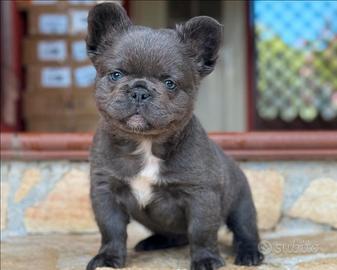 Cucciola bulldog francese blu fluffy