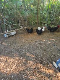 Australorp