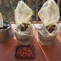 3 Piante di peperocino svernate e garantite