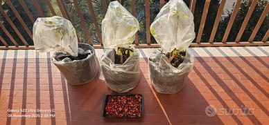 3 Piante di peperocino svernate e garantite