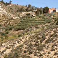 Terreno uliveto e casa