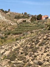 Terreno uliveto e casa