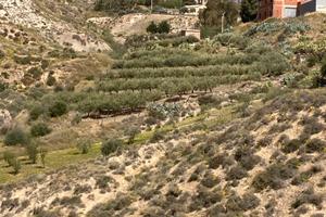 Terreno uliveto e casa