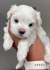 maltese toy