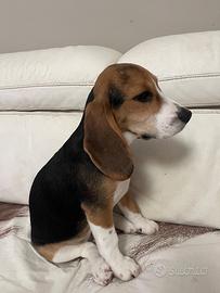 Beagle
