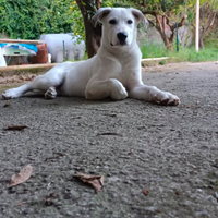 Animali