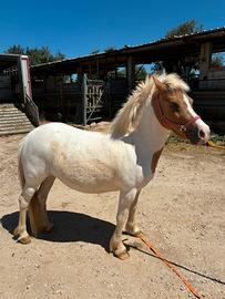 Pony Femmina