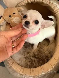 Chihuahua
