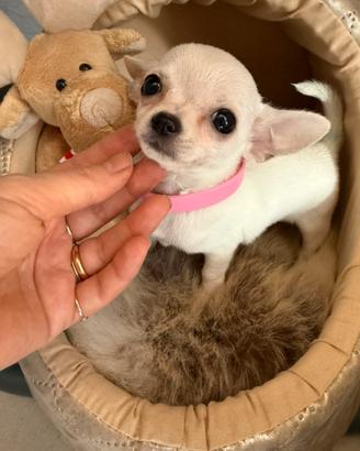 Chihuahua