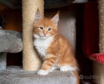 Maine Coon Cuccioli