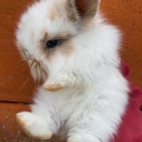 Coniglietti nani a pelo lungo