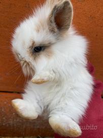 Coniglietti nani a pelo lungo