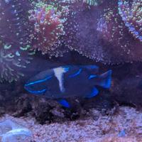 Neoglyphidodon oxyodon taglia medio/grande