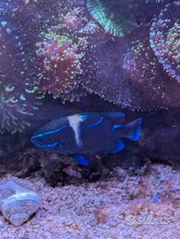 Neoglyphidodon oxyodon taglia medio/grande