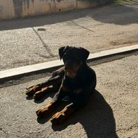Rottweiler cucciolo