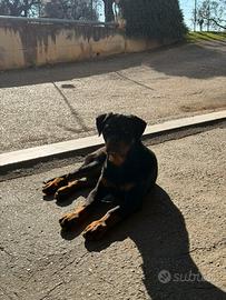Rottweiler cucciolo