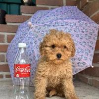 Barboncini toy albicocca