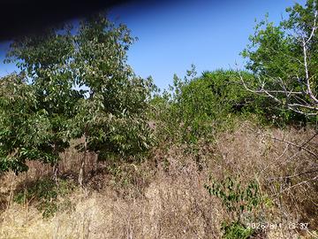 Terreno agricolo
