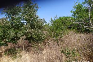 Terreno agricolo
