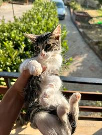 Gatto bianco e nero