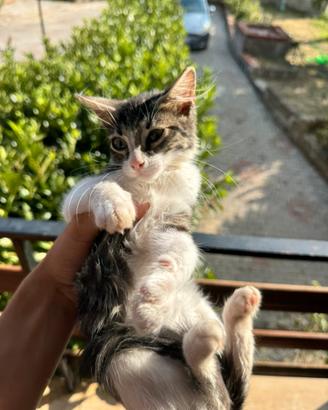 Gatto bianco e nero