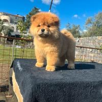 Chow chow femmina rossa