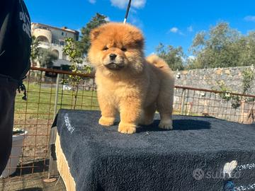 Chow chow femmina rossa