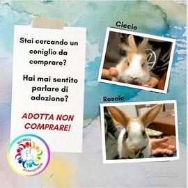 Coniglietti in adozione