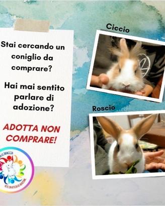 Coniglietti in adozione