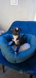 Chihuahua black White mini Toys