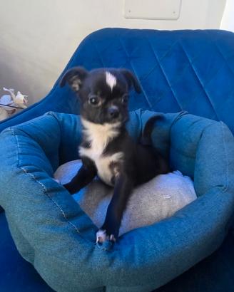 Chihuahua black White mini Toys