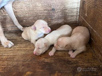 Cani da caccia - Podenco Andaluso